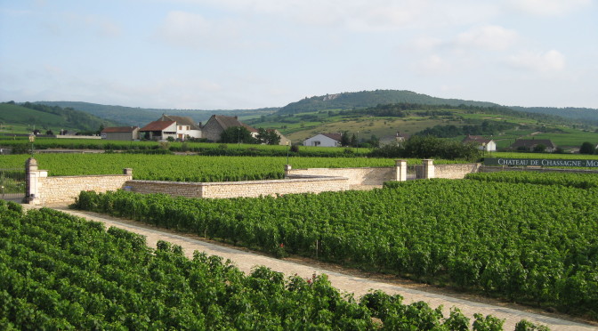 Montrachet Vineyards